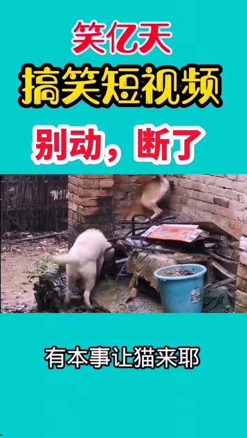 爆料了搞笑视频大全集,爆笑集结！搞笑视频大全集笑点盘点